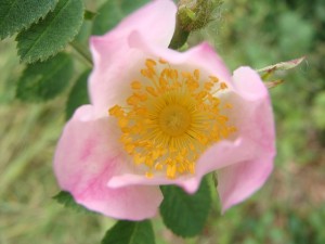 wild-rose-flower-376570_640