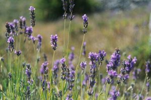 FARFALLA_Berglavendel
