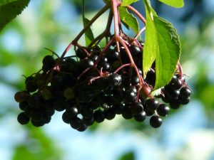 black-elderberry-9916_1280