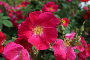 rose-hip-809252_1280