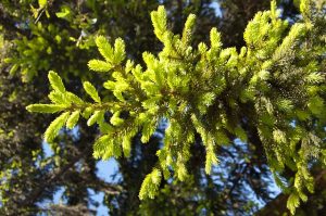 spruce-730643_640
