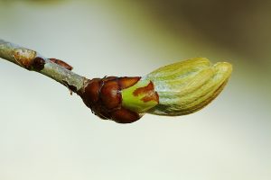 bud-1347462_1280