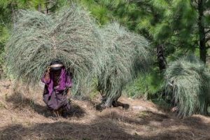 Lemongrass-Ernte in Bhutan ~ Foto: obs / PRIMAVERA LIFE / Regula Chase
