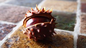 chestnut-679221_640