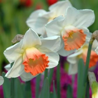 Jetzt noch schnell Tulpen und Narzissen pflanzen!