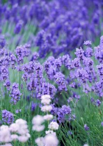 Downderry Nursery, Kent, GB