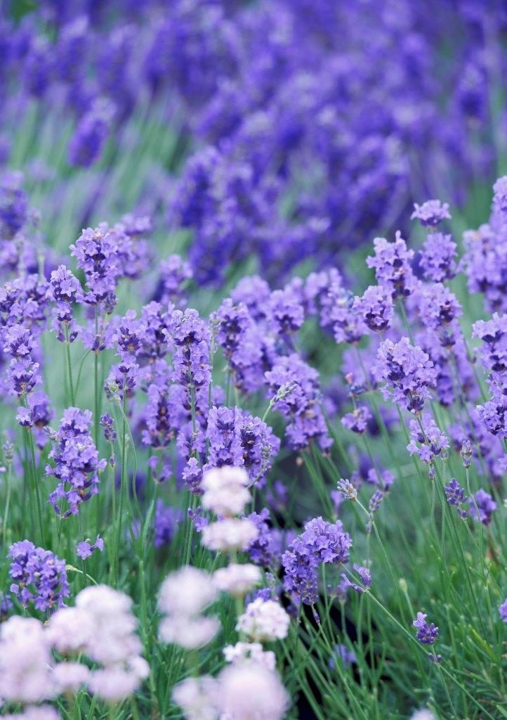 Lavendel richtig überwintern