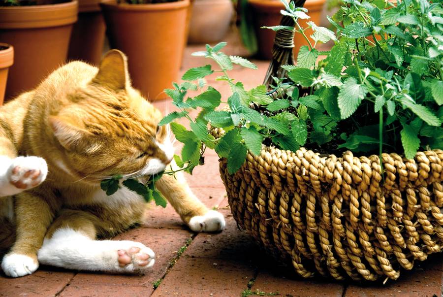 Ein Kräutergarten für die Katz