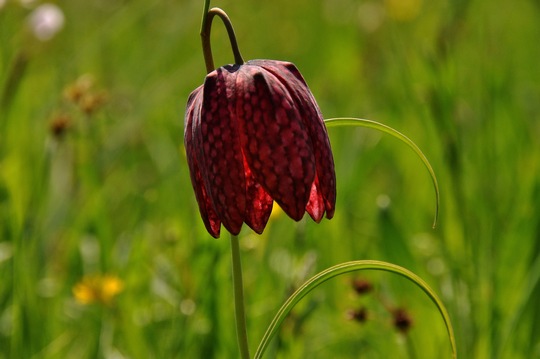 Schachbrettblume, Wildkatze und Biber: Das bietet die Naturschatzkiste Spessart