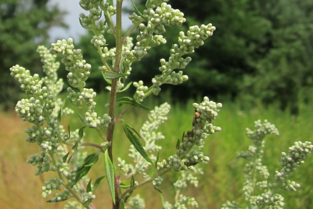 Artemisia - Königin der Heilpflanzen