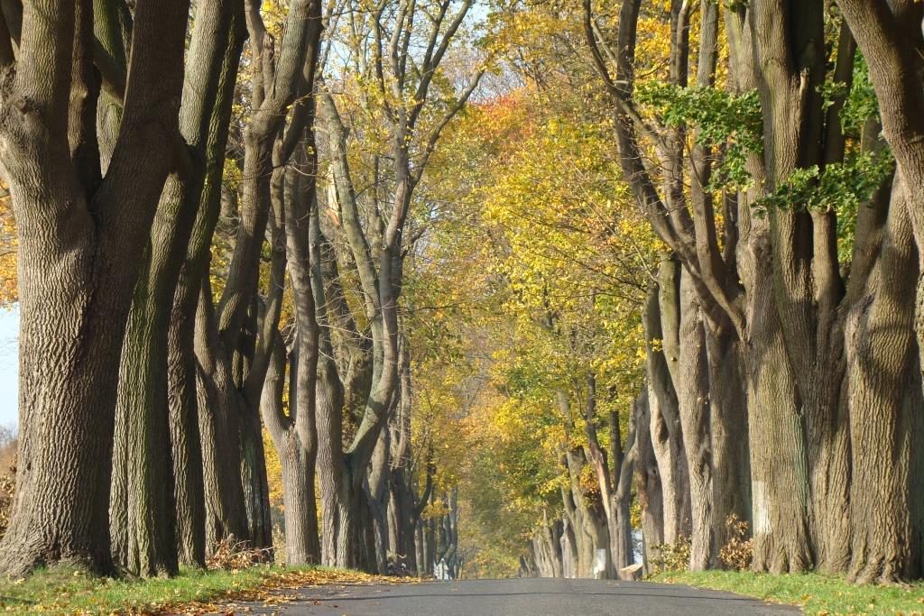 Tag der Allee am 20. Oktober: Allee des Jahres 2018 ist Spitzahorn-Allee in Brandenburg