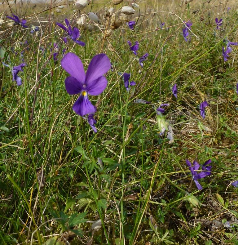 Hilfe für 92 gefährdete Wildpflanzenarten