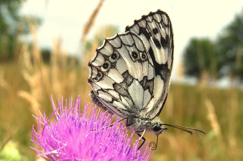 Der Schachbrettfalter ist Schmetterling des Jahres 2019