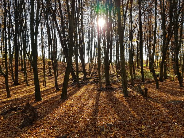 Natürliche Stressbewältigung in der Natur